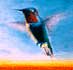 Hummingbird Painting - Self Portrait - Essay and Paintings