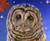 Barred Owl Painting - Owls II - Poem, Ode to Owls, and paintings or owls